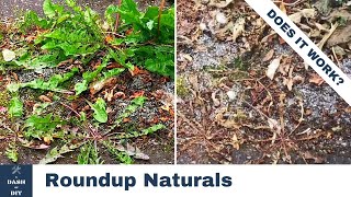 How to kill weeds naturally with Roundup Naturals [upl. by Zetneuq]