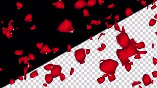 Flying Rose Petals Transparent Background Stock Motion Graphics [upl. by Enelav]