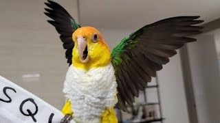 White Bellied Caique Parrot Funny Videos  Parrot Talking  Parrot Videos  Funny Videos [upl. by Adyam]