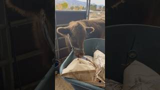 Helpers Came To Unload Alfalfa Pellets shorts animals cow calf dexter homestead [upl. by Terryl290]