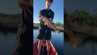 Caught a nice redfish on a NLBN SHRIMP bait NLBN shimp redfish [upl. by Huxham300]