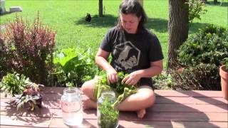 How to Make a Lemon Balm Sun Tea [upl. by Asenaj]