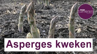 Stadstuinieren  Asperges kweken moestuin [upl. by Oulman]