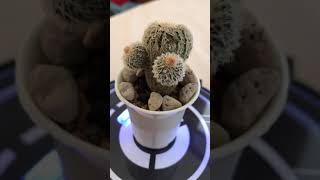 Frailea Buenekeri v Densispina cactus YouTube Shorts [upl. by Halilak810]