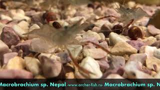 Macrobrachium sp Nepal [upl. by Graniela112]