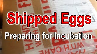 Shipped Eggs  Preparing for Incubation [upl. by Noired]