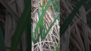 Sugarcane variety 14201 गन्ना वैरायटी 14201sugarcanevariety 14201 shorts farming GLfarming [upl. by Ainna]