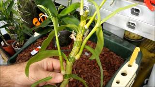 How to clone orchids with keiki paste [upl. by Karilla]