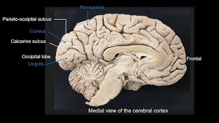 Parietooccipital amp calcarine sulci cuneus amp lingual gyri and preCuneus [upl. by Ardnuahc]