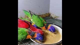 Lories chicks rainbowlorikeet lorikeet parrot lorybirds birdslover birds [upl. by Beichner569]