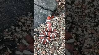 Red White and Black Banded Snake [upl. by Tu]