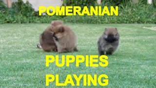 POMERANIAN PUPPIES PLAYING 1  ACER [upl. by Uriisa74]