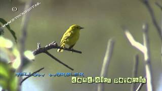 Yellow Warbler dendroica petechia in Yellowstone NP [upl. by Roberto]