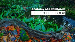 Anatomy of a Rainforest Life on the Floor [upl. by Smiley270]