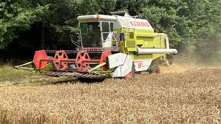 Weizen dreschen 🌾 23072023 hallertau landwirtschaft dreschen hopfen [upl. by Lister311]