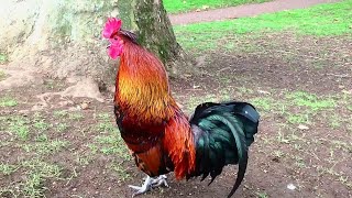 Rooster Crowing Compilation Plus  Rooster crowing sounds Effect 2024 [upl. by Timothy]