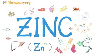 Your Body Needs Zinc Zn [upl. by Sibley88]