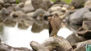 sharp shinned hawk [upl. by Amitaf181]