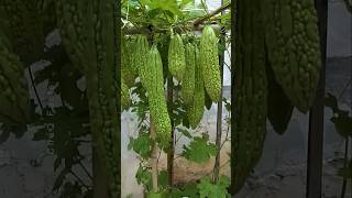 How to Grow Bitter Gourd Plant at Home plants farming shorts [upl. by Nylinnej]