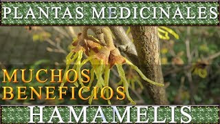 Plantas Medicinales HAMAMELIS Propiedades curativas y beneficios saludables [upl. by Stiles]