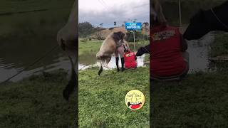 Amazing funny video🤣🤣trending youtubeshortsviralvideo funnyfunnyvideo facebook funny funny [upl. by Novert]