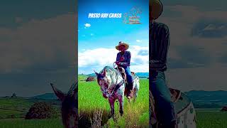 PASTO RAY GRASS LA MEJOR OPCOON PARA TU CABALLO parientesdelrancho martinloza [upl. by Siblee]