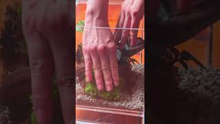 Pileainvolucrata and Saxifraga stolonifera moss insect terrarium DIY tutorial [upl. by Limaa]