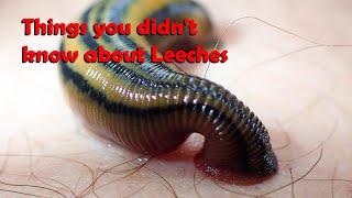 Things you didnt know about Leeches [upl. by Xino]