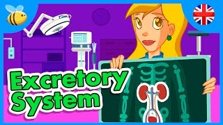 How the Excretory System Works  Educational Videos [upl. by Shannan825]