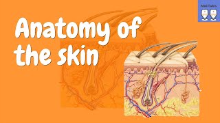 Anatomy of the Skin Epidermis Dermis Hypodermis [upl. by Joselyn815]