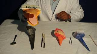 Fun with Science Class3 Activity 7 Beaks of Birds [upl. by Niarb845]