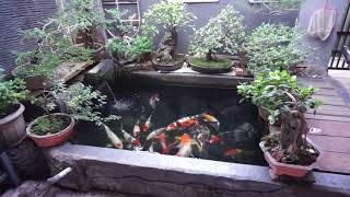 Simple DIY Koi Ponds ideas  2018 [upl. by Anderer]