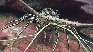 Crustaceans  Reef Life of the Andaman  Part 13 [upl. by Grayson]