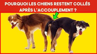 Pourquoi les chiens restent coincés après laccouplement  Le processus de reproduction expliqué [upl. by Lap973]