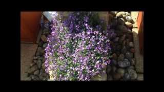 Aubretia in flower help and care Stunning HD [upl. by Queri]