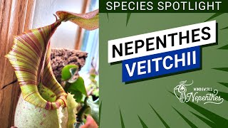 🔍 Species Spotlight 😍 Nepenthes veitchii Easy Nepenthes for Windowsill [upl. by Noryv]