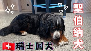 Interlaken因特拉肯『瑞士天堂小鎮』Harder Kulm 俯瞰雙湖哈德坤觀景台Switzerland｜Saint Bernard dog [upl. by Arin442]