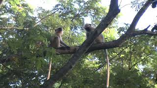 Baby Langur Monkey Sounds and Play fight [upl. by Arlyn19]