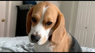 How my beagle wakes me up [upl. by Rabi]