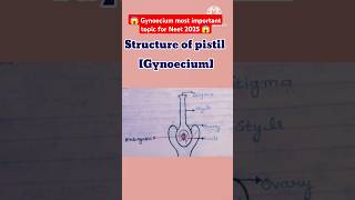 😱reproduction in flowering plants class 12GynoeciumPistilstructure shortsbiologycbscneet 📝❤️ [upl. by Sherye930]