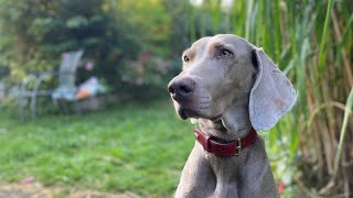 Die Weimaraner Welpen  Woche 18 Chaplins Abnehmtipps [upl. by Ardnaik]