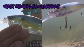 Giant Japanese Crankbait the Megabass Big M 40 Squarebill Crankbait [upl. by Rehportsirhc382]