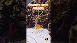 Pygoplites presto disponibili piano music acquario animali pesci fish animals [upl. by Gilles]