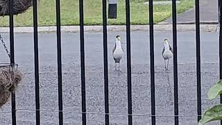 Plovers [upl. by Anibor]