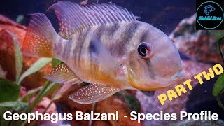 Gymnogeophagus Balzanii  Species Profile PART TWO [upl. by Nurse]