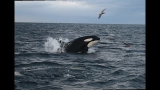 Orca baitball Skjervoy Norway 22 october 2024 [upl. by Arrol670]