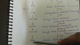 De novo biosynthesis of purine [upl. by Venetis]