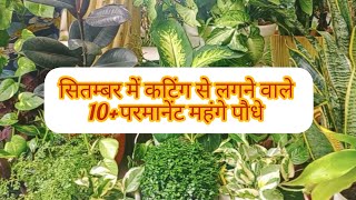 सितम्बर में कटिंग से लगने वाले 10  पौधे  Plants Grow From cutting In September Month 💯 रिजल्ट 🌿 [upl. by Tosch]