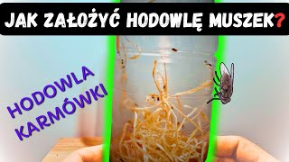 Jak Założyć Hodowlę Muszek Owocowych do Karmienia 🪰 Poradnik dla Hodowców [upl. by Lletnahs]