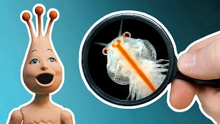 Putting My Sea Monkeys Under the Microscope [upl. by Ahsinnek]